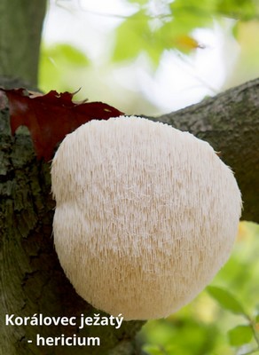 Korálovec ježatý - hericium
